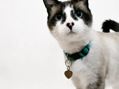 Cats Of Sib