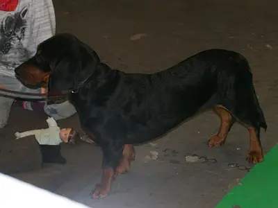 Au Pays du Basset des Alpes