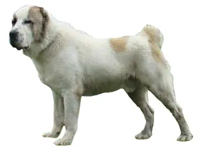 The Legend Of Kangal