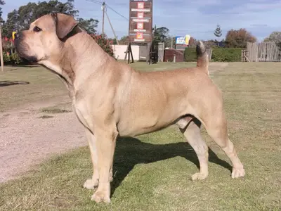 Belou Boerboels