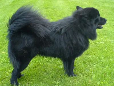 Laprenhund
