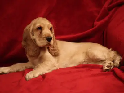 Des Beautés d'Haza