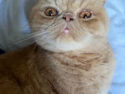 Addict Cattery