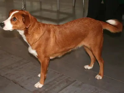 Kalezzis Dobermann Kennel