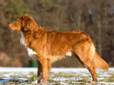 De la Haye de Genêt
