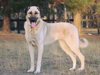 DE IL CANE BAIO