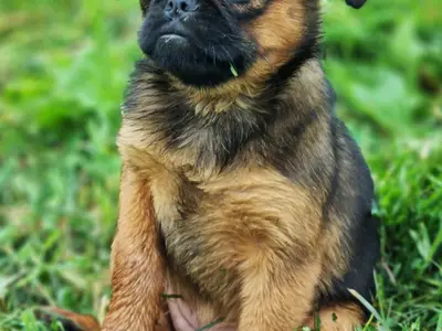 RUS ELODSER