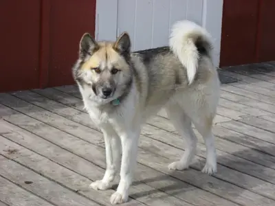 Stonecreek Kennel