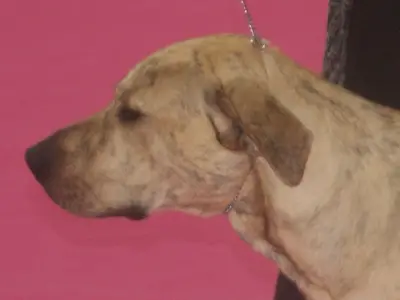 Cerberus Illusion