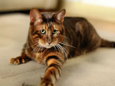 Glitterglam Bengals