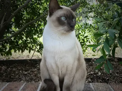 Du Korat Céleste