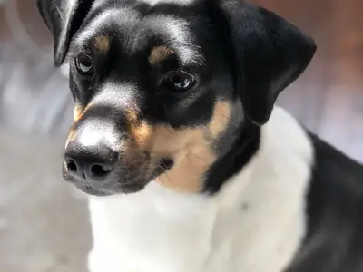 kennel Perrera Iberica