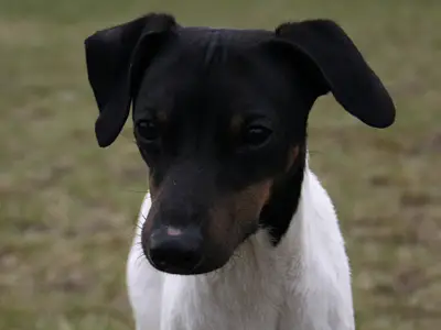 Österreichischer Klub für Terrier (ÖKfT)