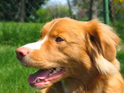 Labradoodles van het Riethofje