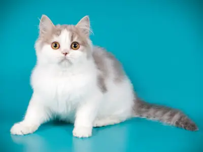 De Domus Cattus