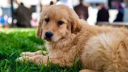 Chiots nés en 2027 : quelle lettre ?