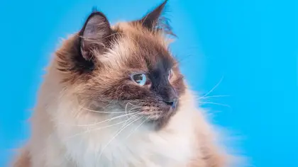 Raças de gatos com olhos azuis
