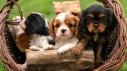 Preço de um cachorro de raça em França (2026)