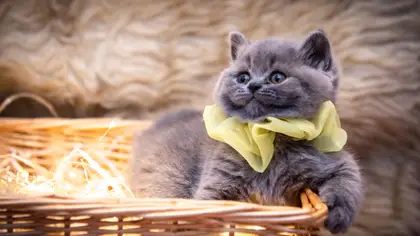 Preço de gato: gatinho de raça em França (2026)