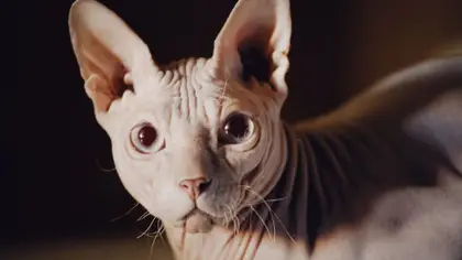 Raças de gatos sem pelo: guia França 2026