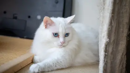 Races de chats blancs : guide France 2026