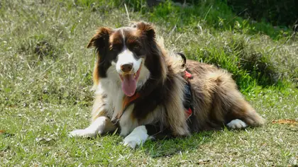 Races de chiens taille moyenne : guide 2026