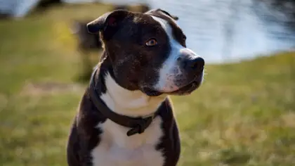 Chiens catégorisés et interdits en France : liste 2026