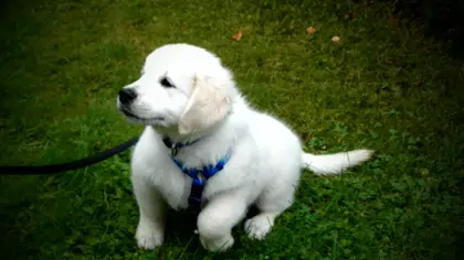 Les premières semaines avec un chiot