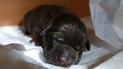 Budget d’un chiot LOF : ce qu’il faut prévoir