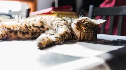 Les dépistages santé chez le chat de race