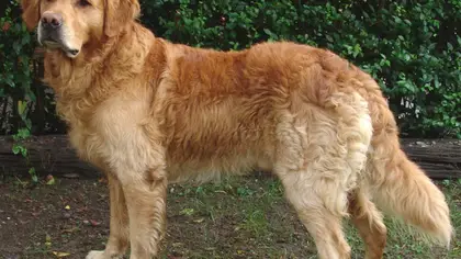 Les dépistages santé chez le chien de race
