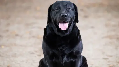 Comment choisir un éleveur de chiens