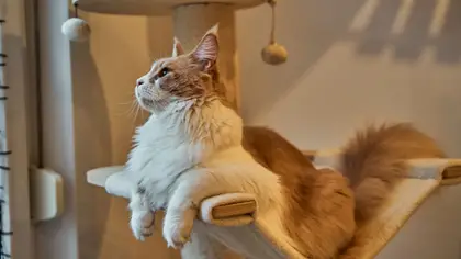 Comment choisir un éleveur de chats