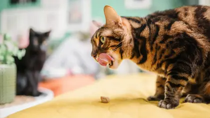 Les premières semaines avec un chaton
