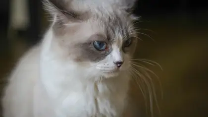 LOOF : c’est quoi pour un chat de race