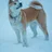 Akita américain