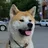Akita inu
