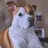 American Staffordshire terrier
