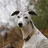Whippet