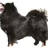 Chien finnois de Laponie