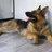 German Shepherd Dog