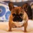 Bouledogue francese