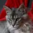 Maine Coon