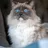 Ragdoll