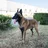 Pastor-belga-malinois