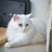 Angora turc