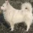 Spitz alemão