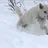 Kishu