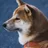 Shiba inu