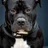 Staffordshire bull terrier